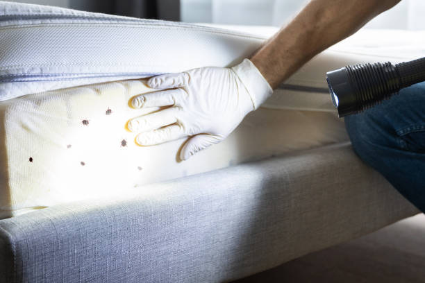 Best Pest Removal Services  in Buffalo, WY